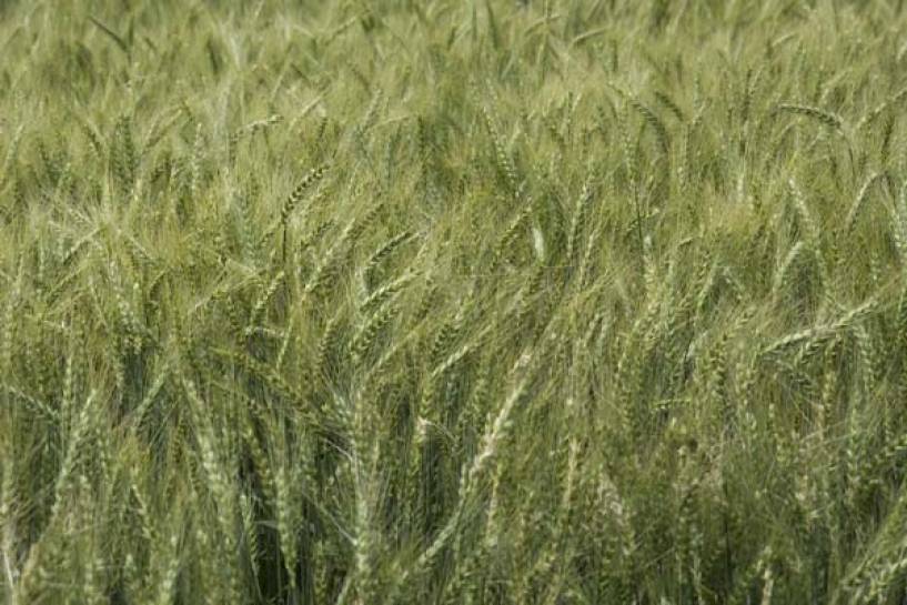 Ensayos en trigo y cebada: Científicos ratifican la importancia de proteger al cultivo desde la semilla