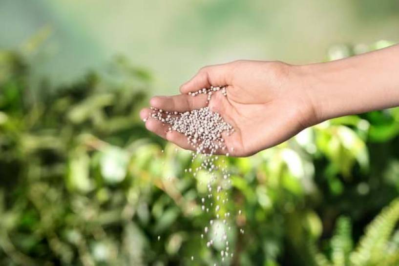 Día Mundial de los Fertilizantes: un recurso más importante que nunca, para asegurar los alimentos que el mundo necesita