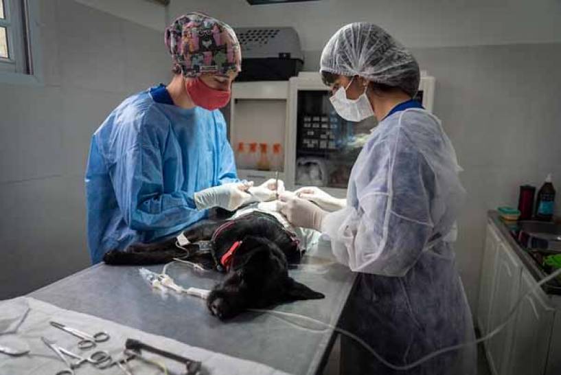 San Isidro: cronograma de castración y vacunación gratuita de mascotas para esta semana
