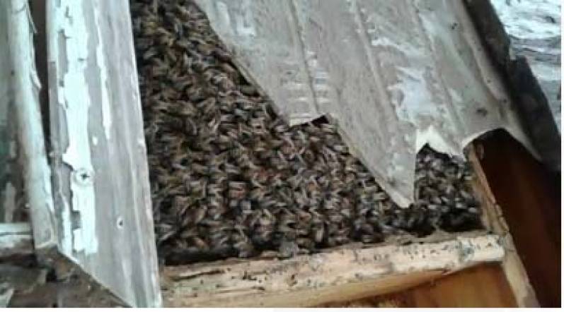 Continúa la recuperación de panales de abejas