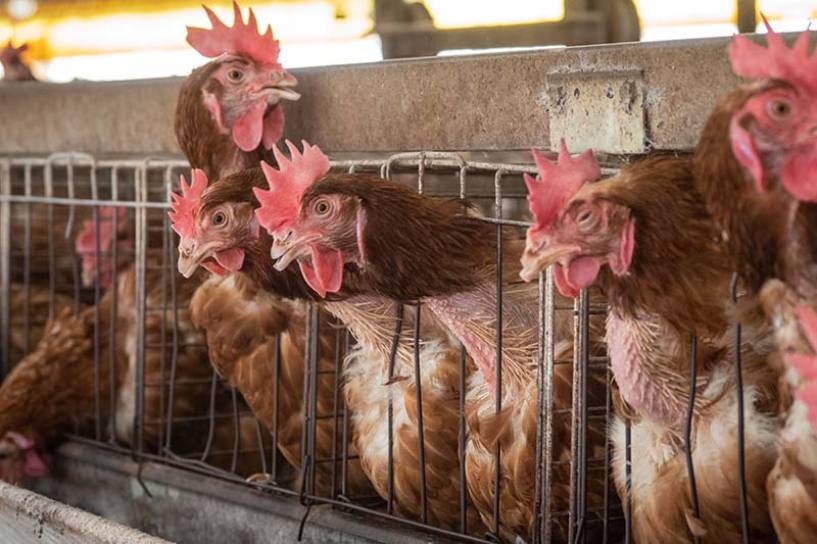 Empresas del sector alimentario duplican esfuerzos en la promoción del bienestar animal, según nuevo informe