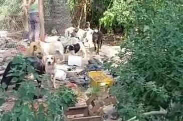 La municipalidad de Escobar colaboró con el rescate de 50 perros que vivían en pésimas condiciones en una casa de Maschwitz