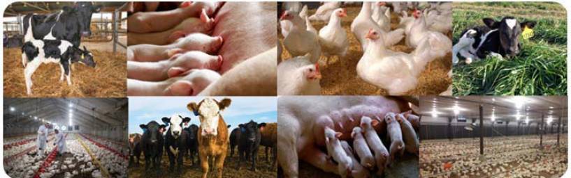 La innovación de Provimi y sus soluciones de nutrición para aves, cerdos y rumiantes para prevenir los efectos del calor