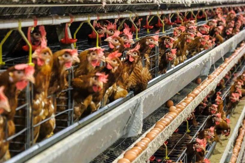 ONG de defensa de los animales y Asociación de Consumidores presentan proyecto de ley de etiquetado de huevos