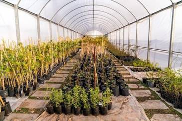 Día Mundial del Árbol: ACUMAR lanzó una guía para la gestión de viveros de flora nativa