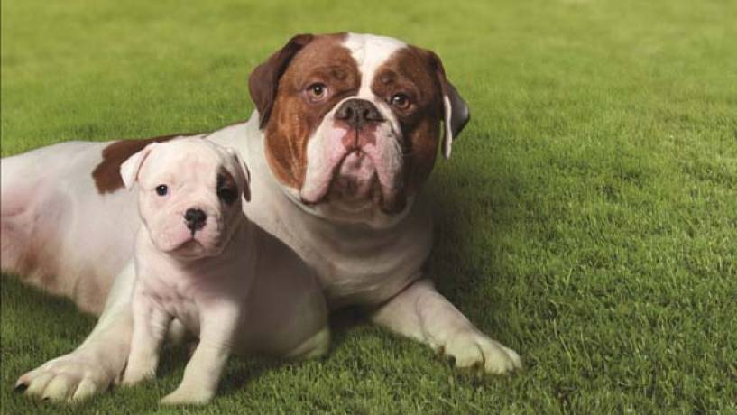 Vitalcan lanza una fórmula Ultra Premium para acompañar a la mamá en la gestación, la lactancia y a sus cachorros en sus primeros días