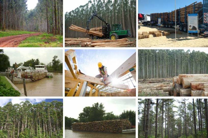 Boom de nuevos negocios: la producción y la exportación foresto industrial