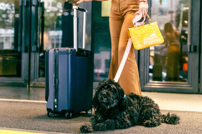 Vacaciones con mascotas: Tips y recomendaciones para viajar de forma segura