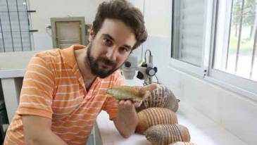 Identifican el primer fósil de pichiciego, el armadillo más pequeño del mundo, descubierto por Di Martino en los ´70
