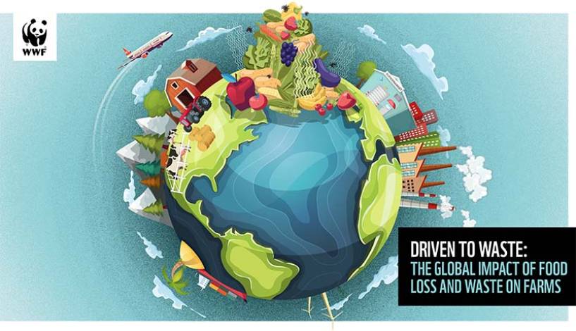 Desperdicio de alimentos: a nivel mundial, el 40% de los alimentos nunca son consumidos y terminan en la basura  cada año