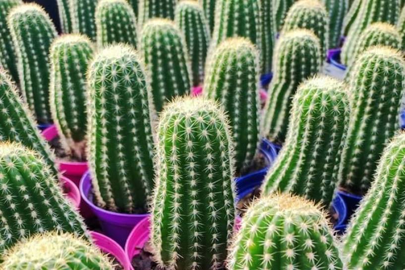 Miles de Cactus en el pueblo más arbolado de la Argentina, Cazón