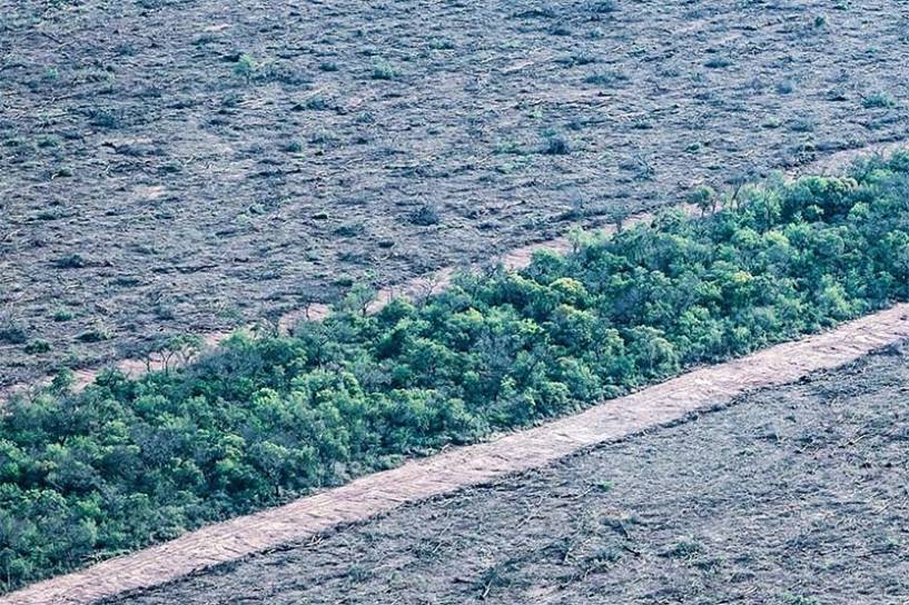 Día de la Tierra: En 25 años, Argentina deforestó el equivalente a una provincia entera