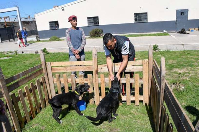 Inédito programa en una cárcel bonaerense: capacitan a internos en el adiestramiento de perros de asistencia