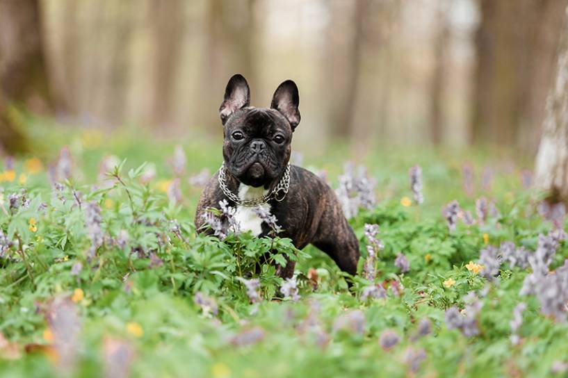 Bulldog Francés ¿Cómo mantener a tu mascota sana y feliz?